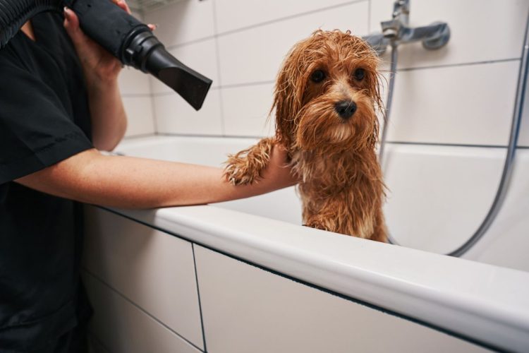 Comment choisir le shampooing approprié pour éviter les irritations cutanées chez votre animal ?